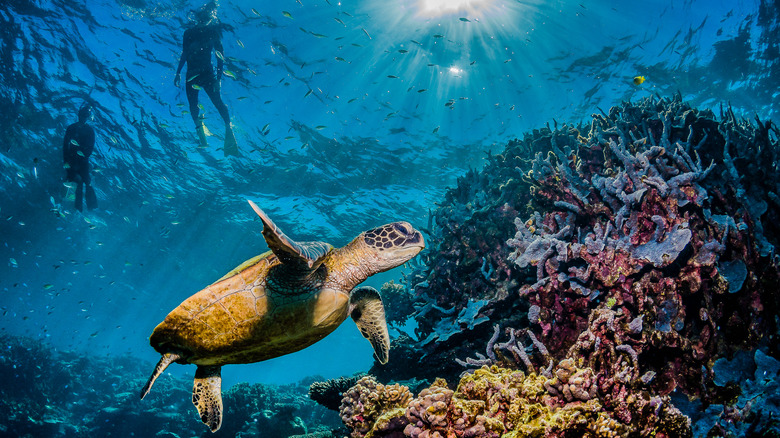 Turtle swimming at Anegada Coral Reef in the British Virgin Island